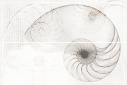 Панно Nautilus ракушка многоцветный 40х60 (NT2F453DT)